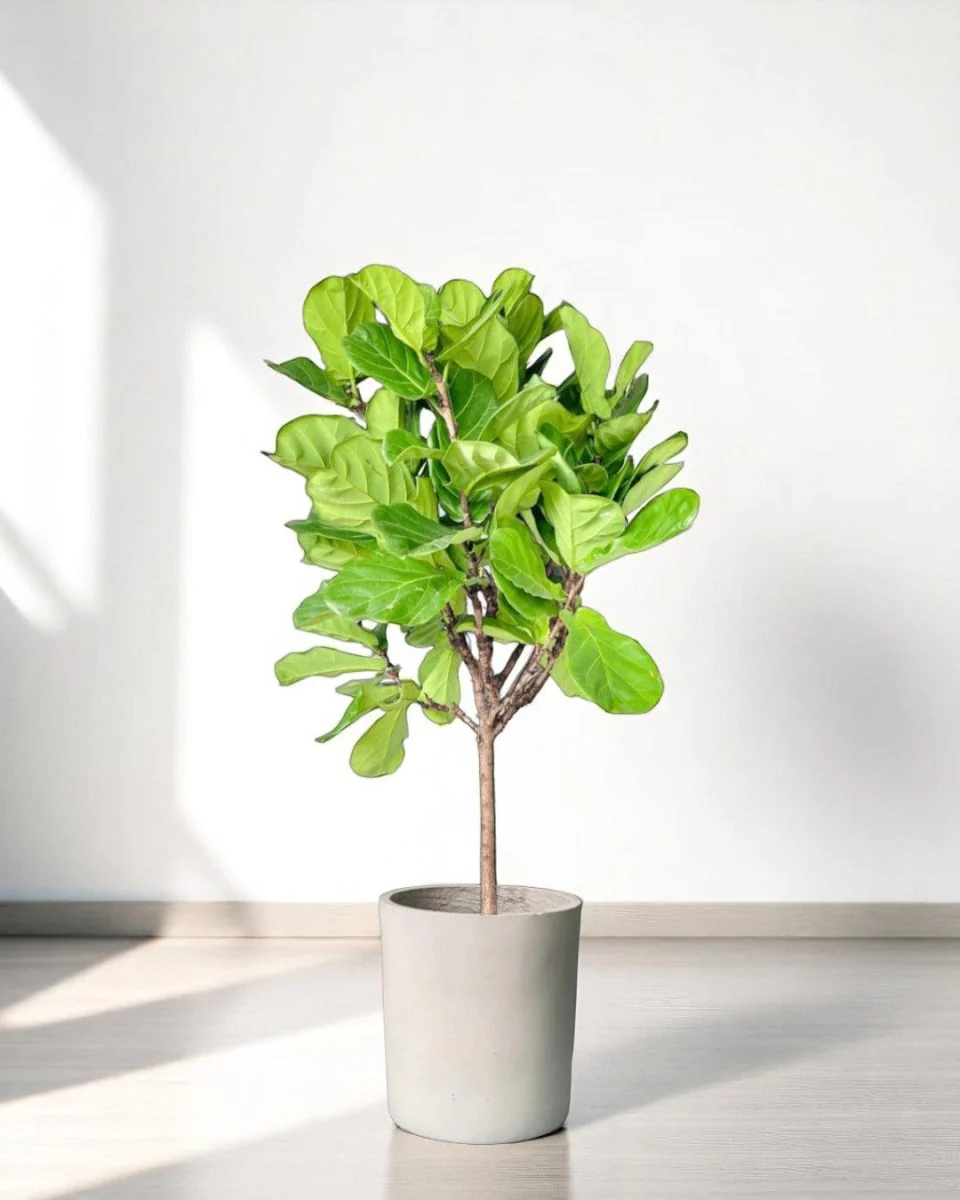 Ficus Lyrata 'Fiddle-leaf Fig' - Image 7