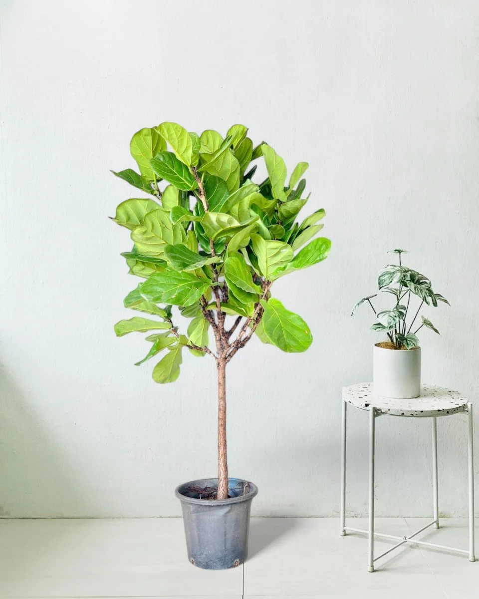 Ficus Lyrata 'Fiddle-leaf Fig' - Image 8