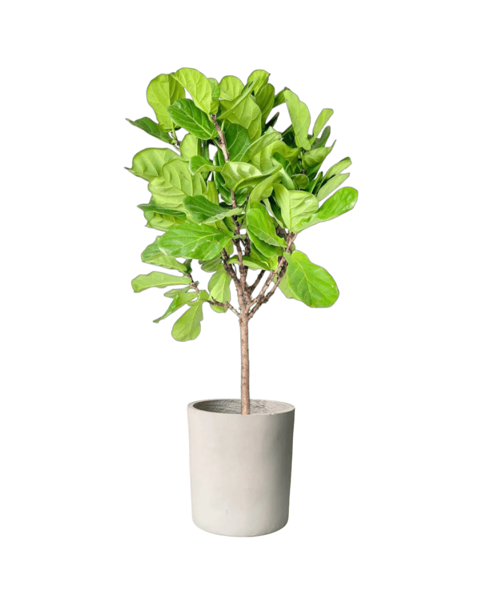 Ficus Lyrata 'Fiddle-leaf Fig' - Image 9