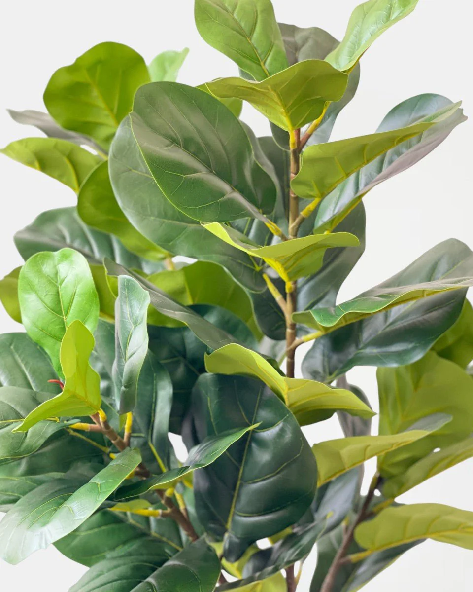 Fiddle-leaf Fig (Life-like Artificial) - Image 10