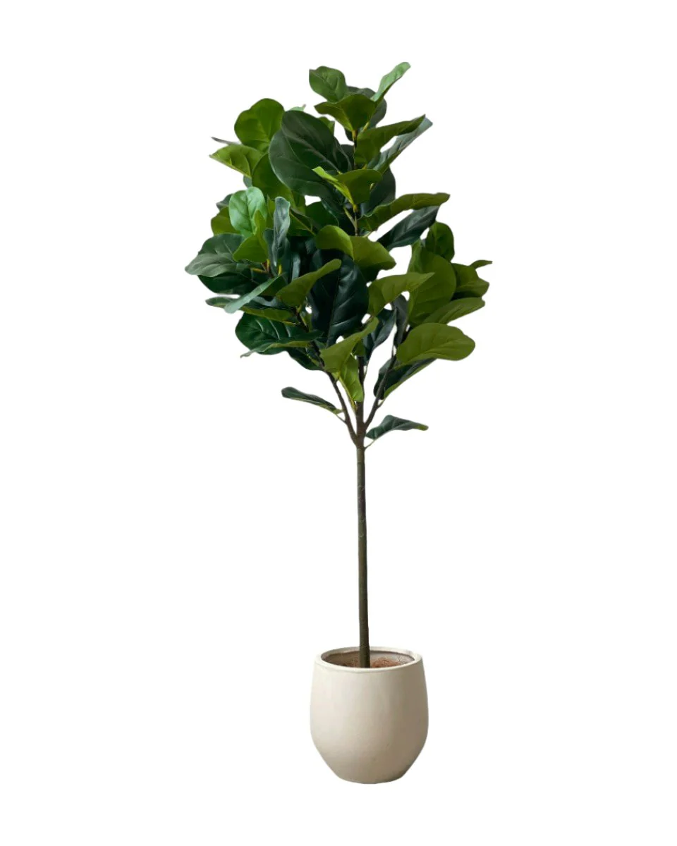 Fiddle-leaf Fig (Life-like Artificial) - Image 11