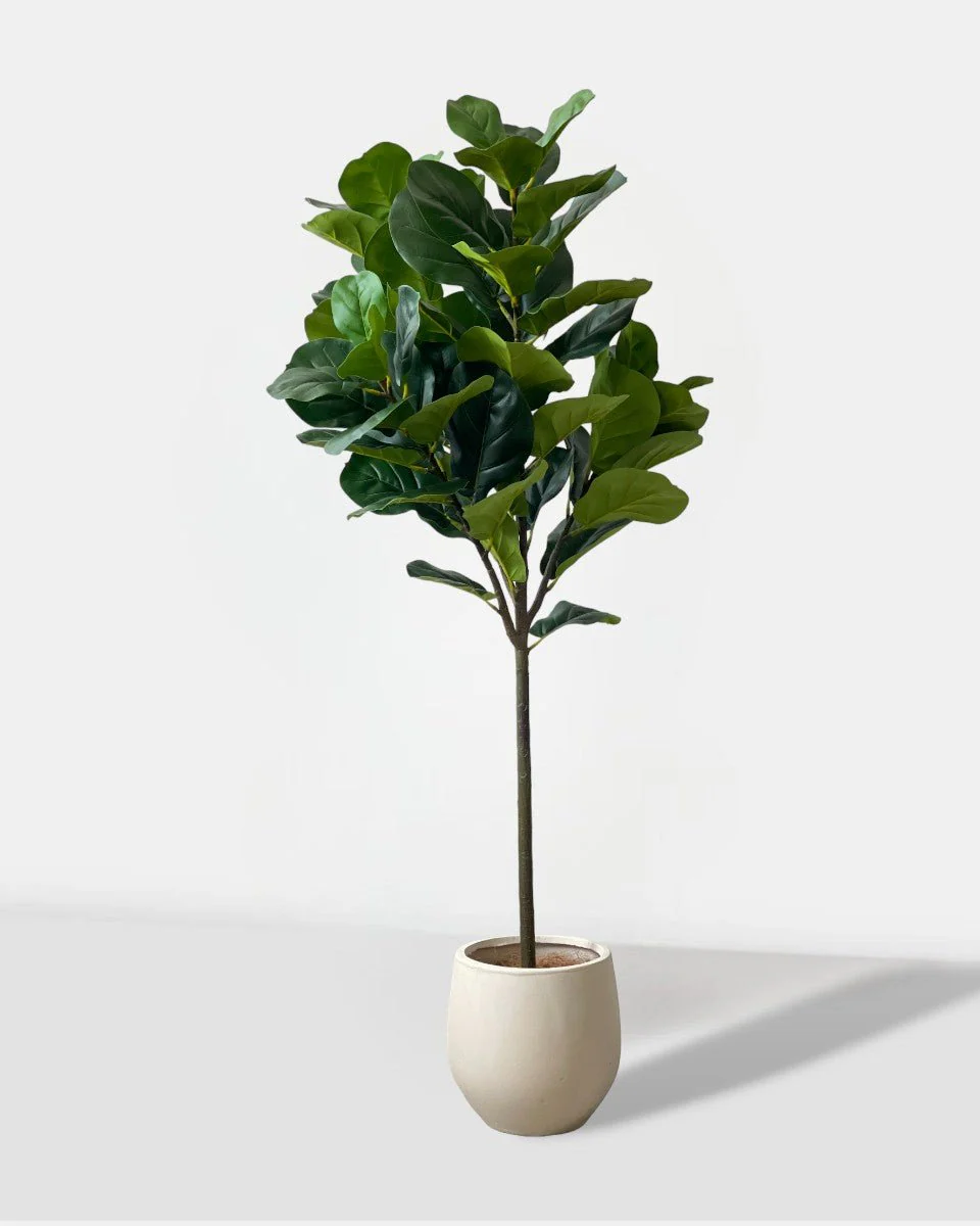 Fiddle-leaf Fig (Life-like Artificial) - Image 12