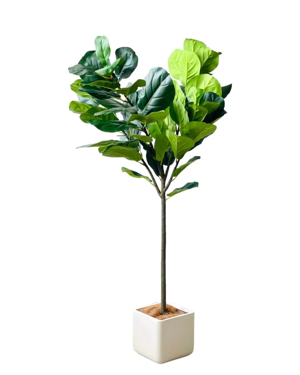 Fiddle-leaf Fig (Life-like Artificial) - Image 13