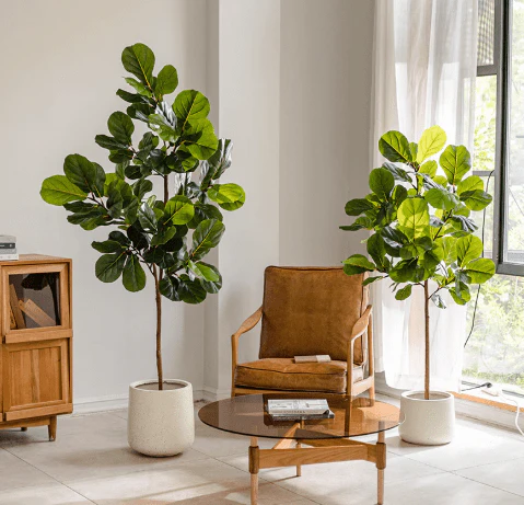 Fiddle-leaf Fig (Life-like Artificial) - Image 14