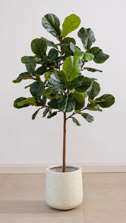 Fiddle-leaf Fig (Life-like Artificial) - Image 17