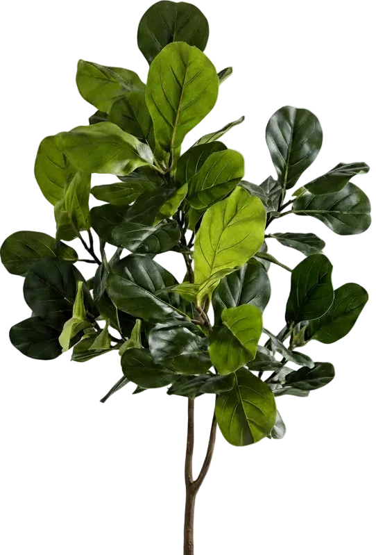 Fiddle-leaf Fig (Life-like Artificial) - Image 18