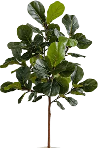 Fiddle-leaf Fig (Life-like Artificial) - Image 19