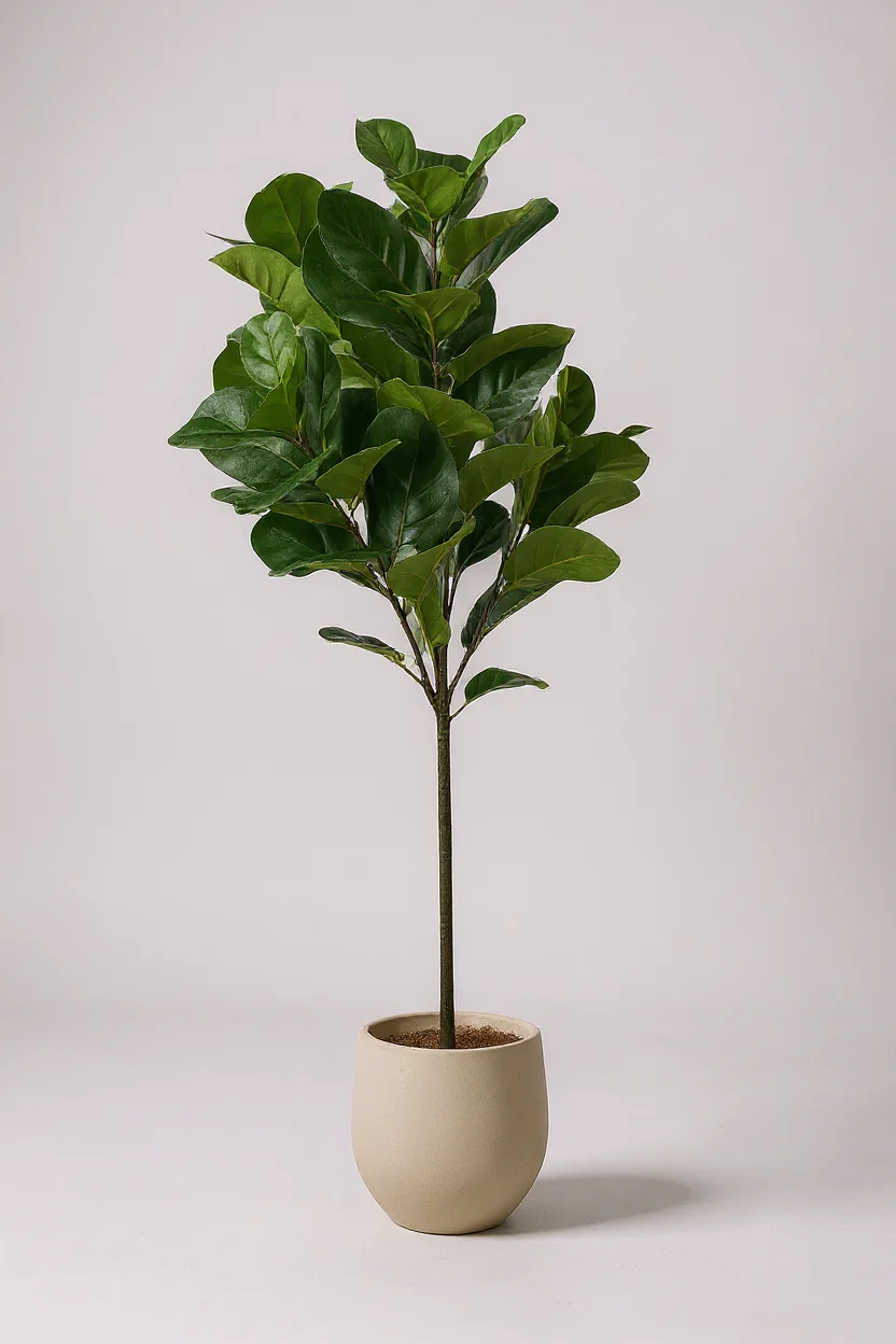Fiddle-leaf Fig (Life-like Artificial) - Image 4