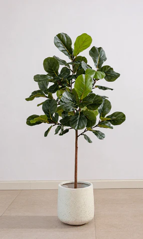 Fiddle-leaf Fig (Life-like Artificial) - Image 5