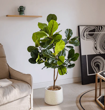 Fiddle-leaf Fig (Life-like Artificial) - Image 6