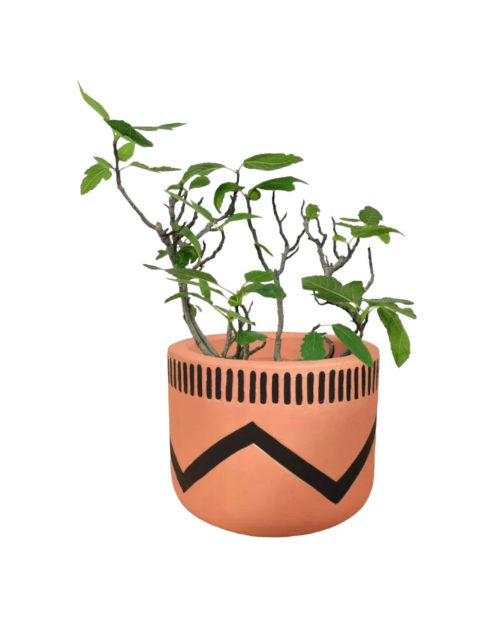 Fig Tree Junior