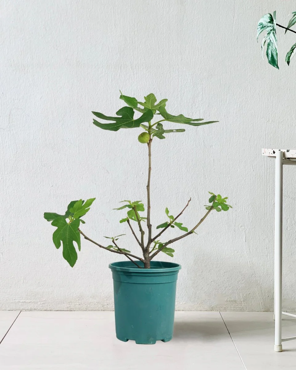Fig Tree Junior - Image 10