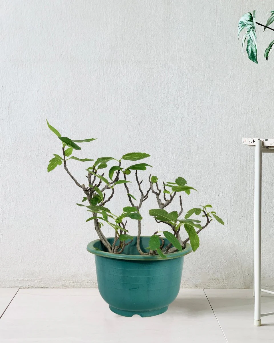 Fig Tree Junior - Image 11