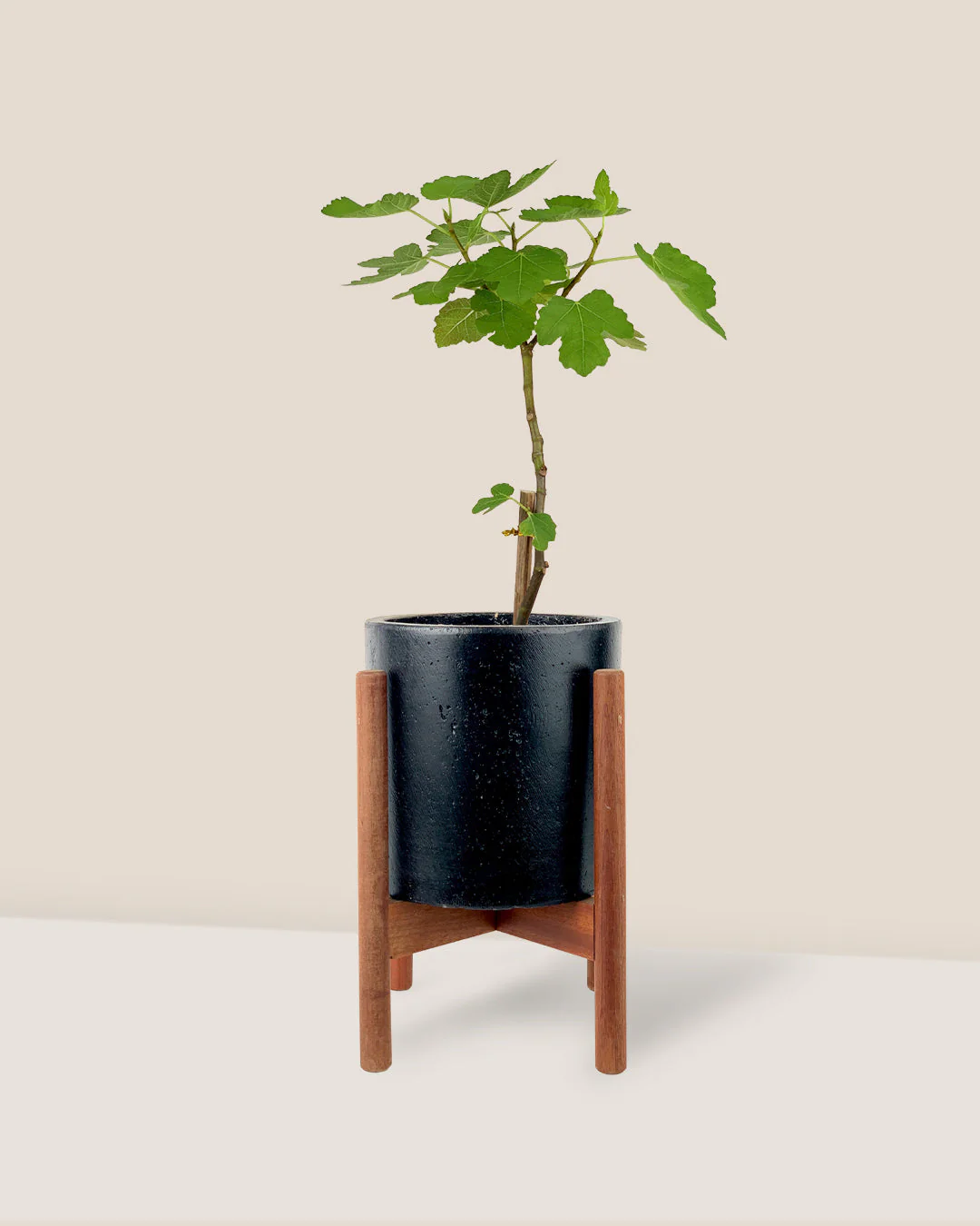 Fig Tree Junior - Image 12