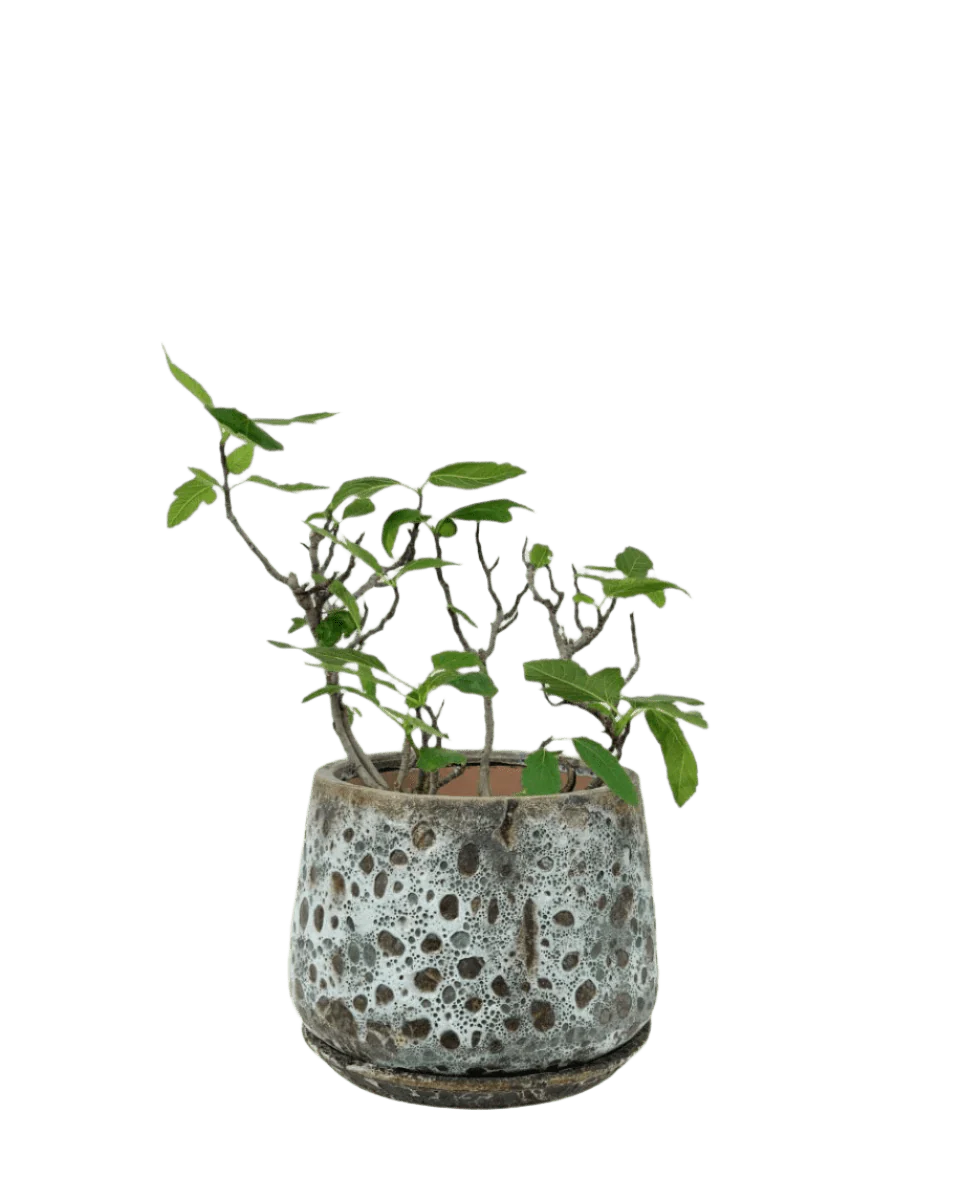 Fig Tree Junior - Image 14