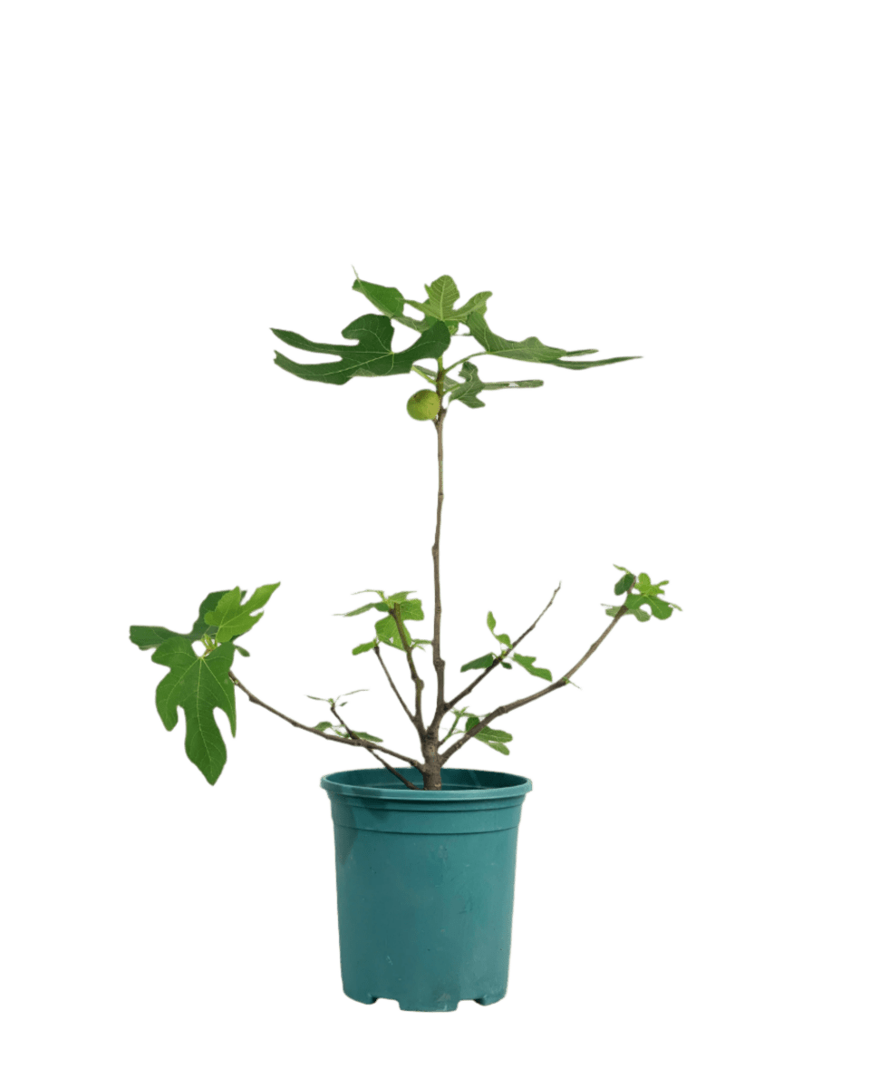 Fig Tree Junior - Image 15