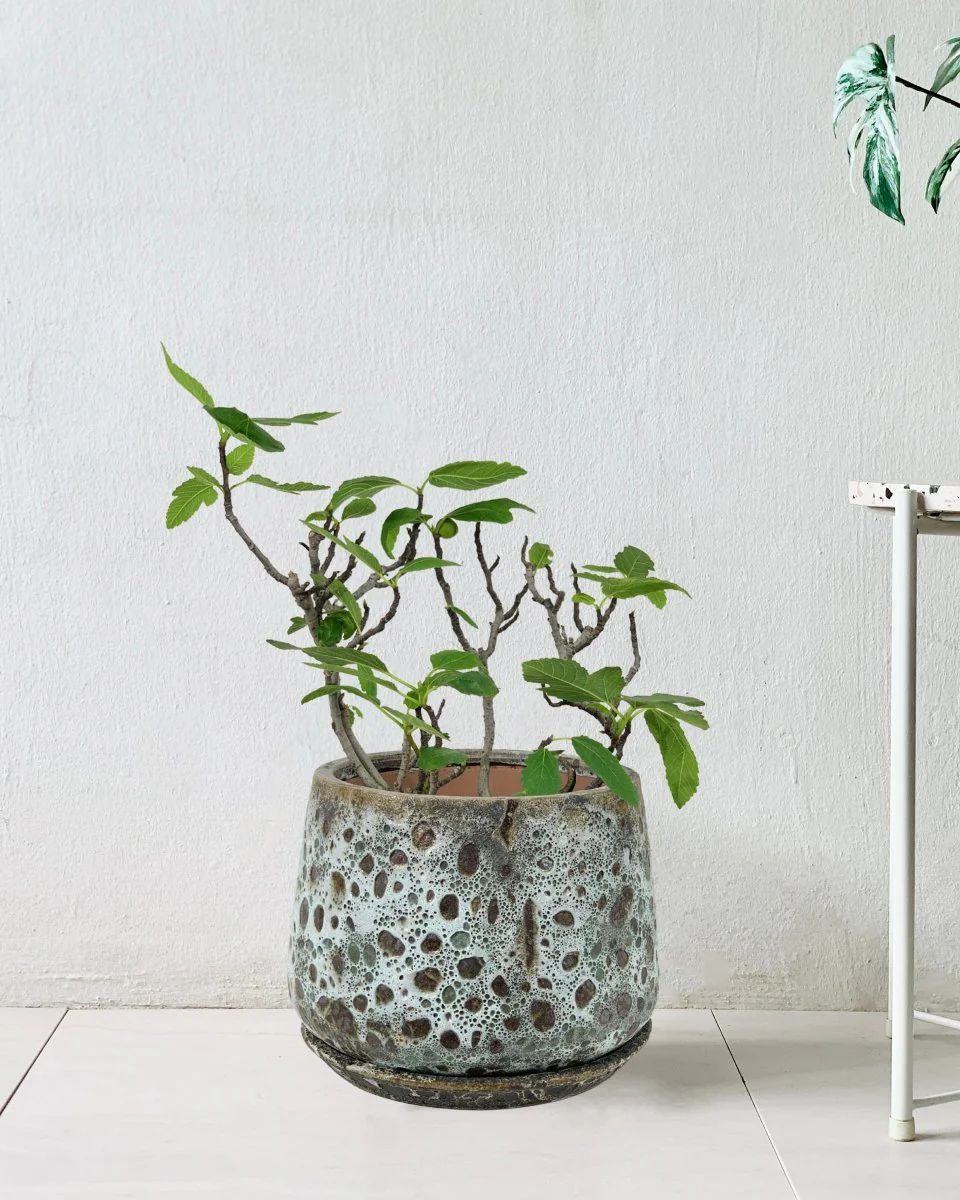 Fig Tree Junior - Image 5