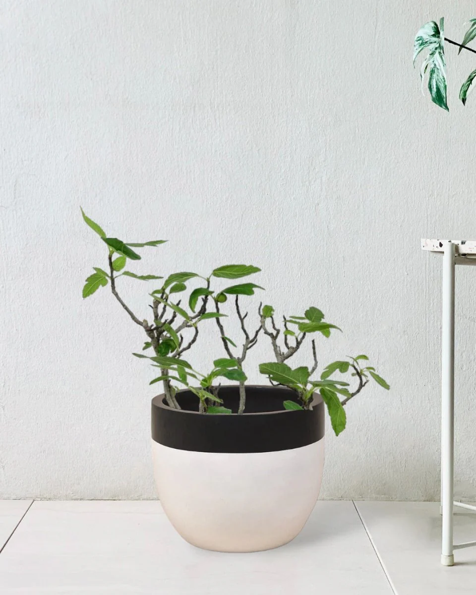 Fig Tree Junior - Image 6