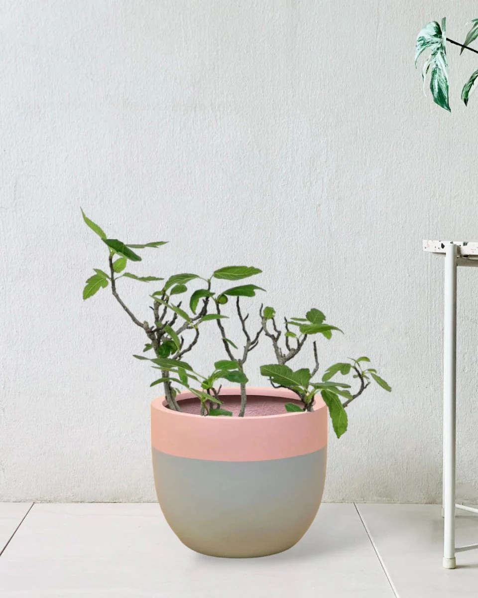 Fig Tree Junior - Image 7