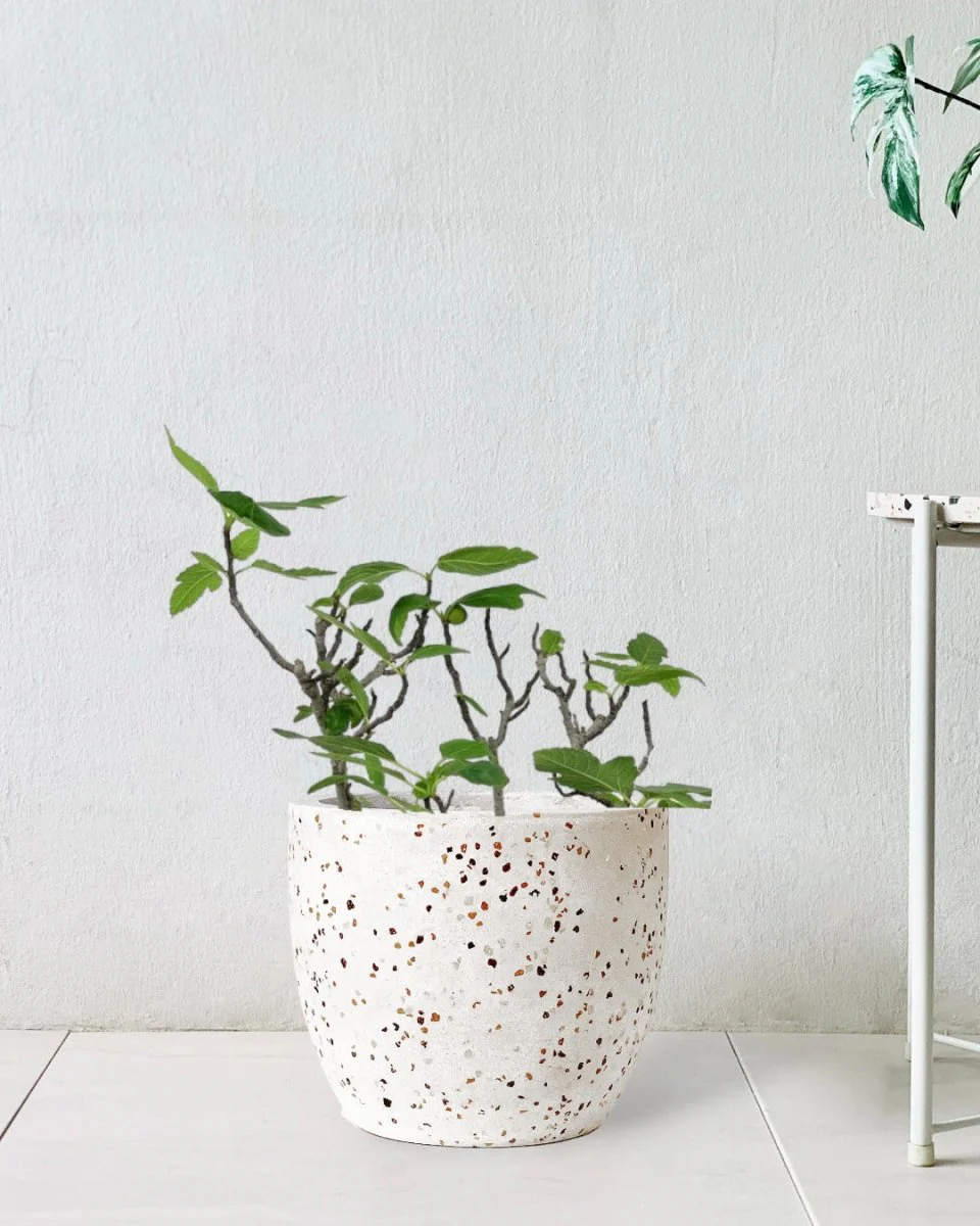Fig Tree Junior - Image 8