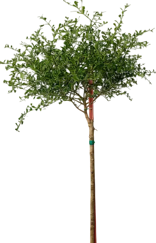 Finger Lime Tree (Australia) - Image 10