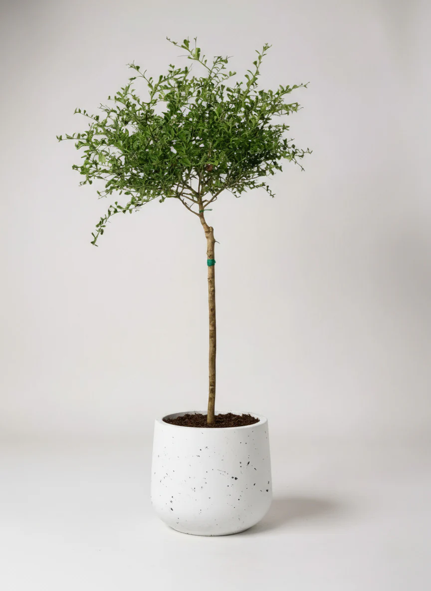 Finger Lime Tree (Australia) - Image 5