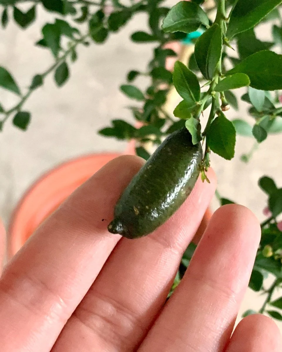 Finger Lime Tree (Australia) - Image 7