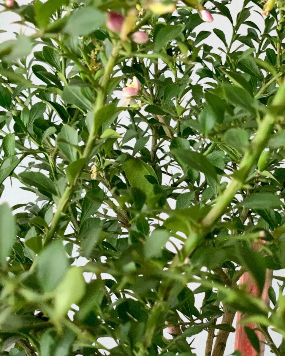 Finger Lime Tree (Australia) - Image 8