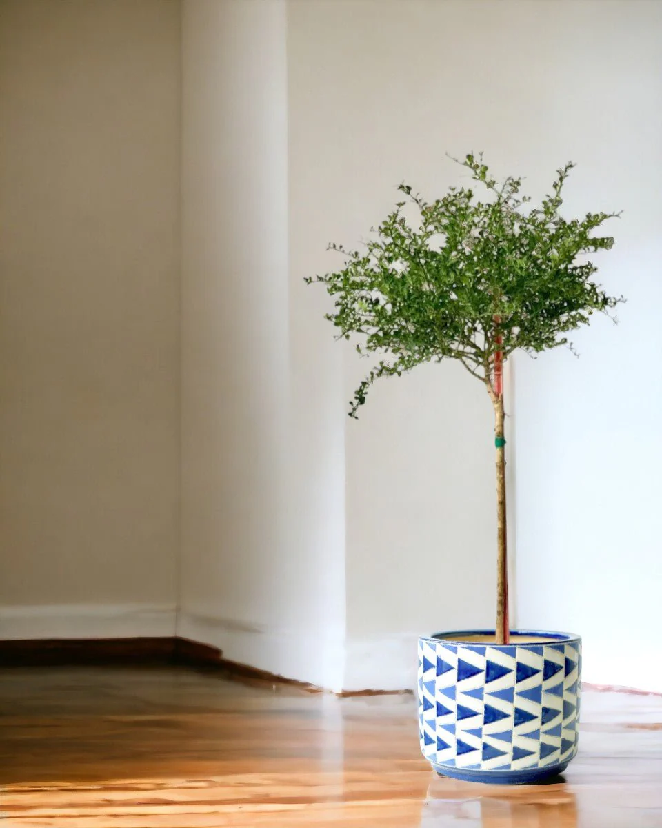 Finger Lime Tree (Australia) - Image 9