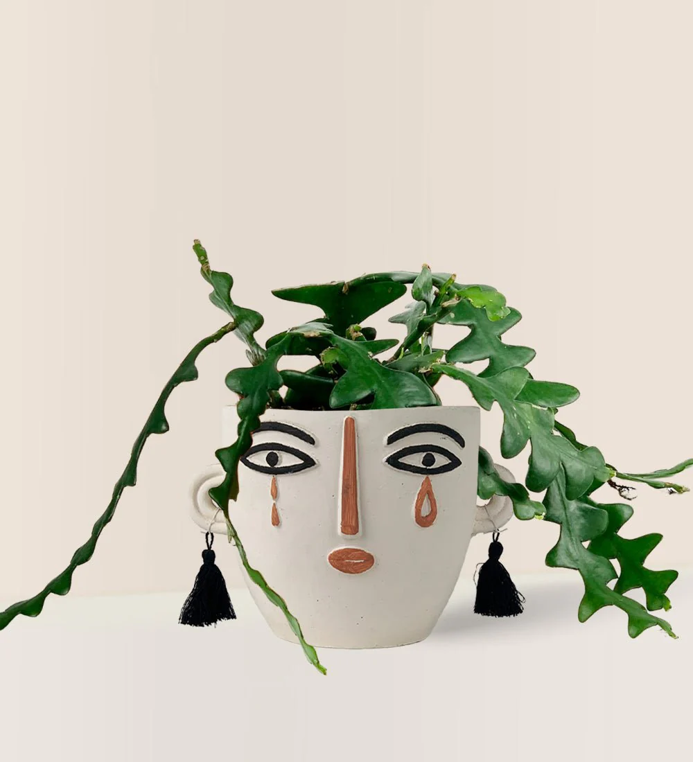 Fishbone cactus - Image 10