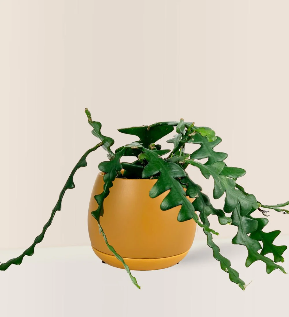 Fishbone cactus - Image 11