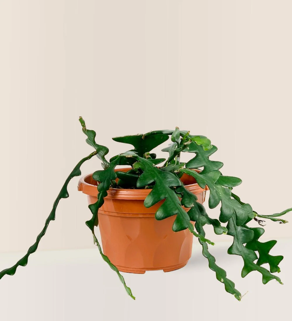 Fishbone cactus - Image 12