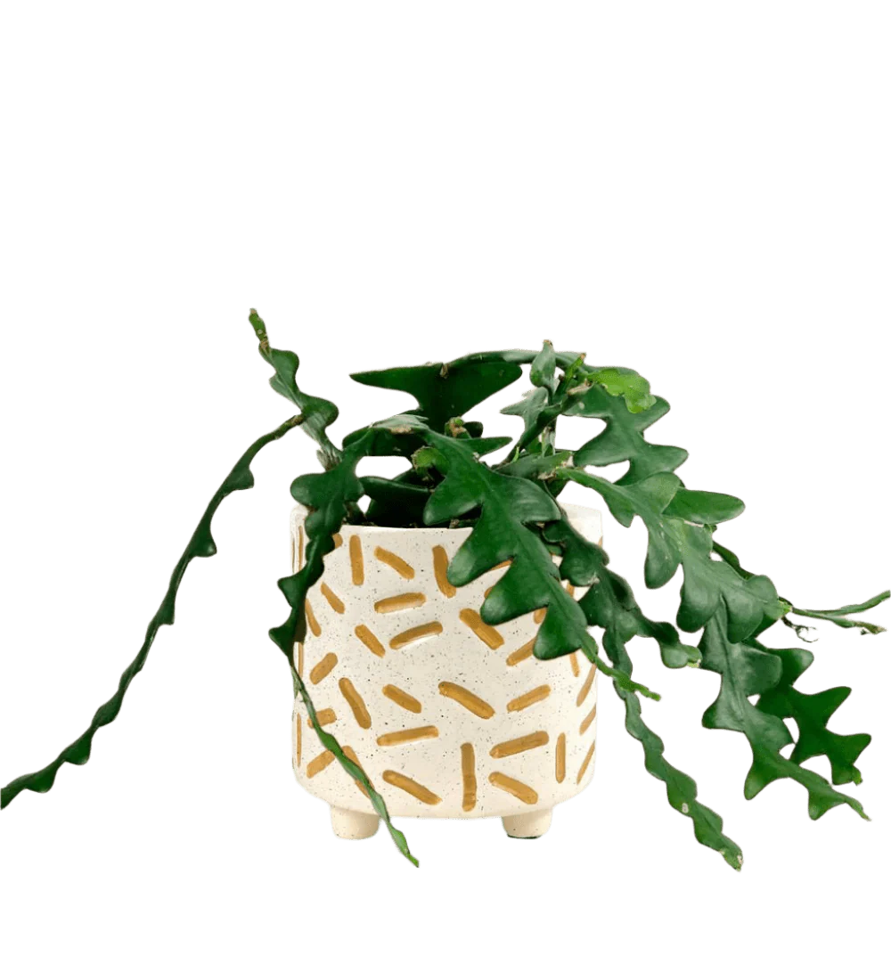 Fishbone cactus - Image 13