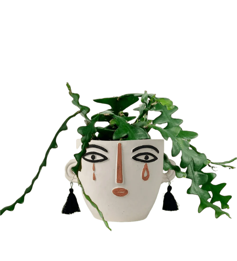 Fishbone cactus - Image 14