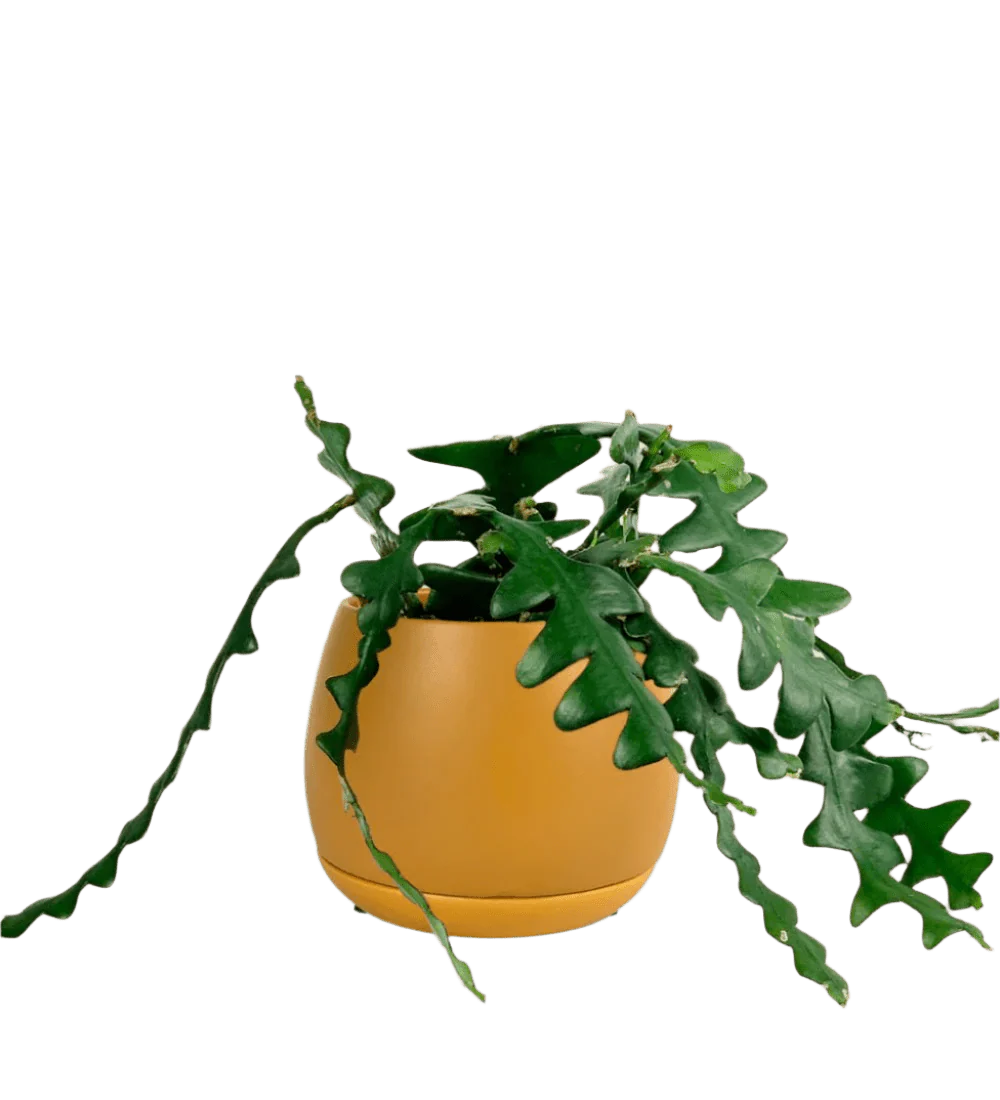 Fishbone cactus - Image 15