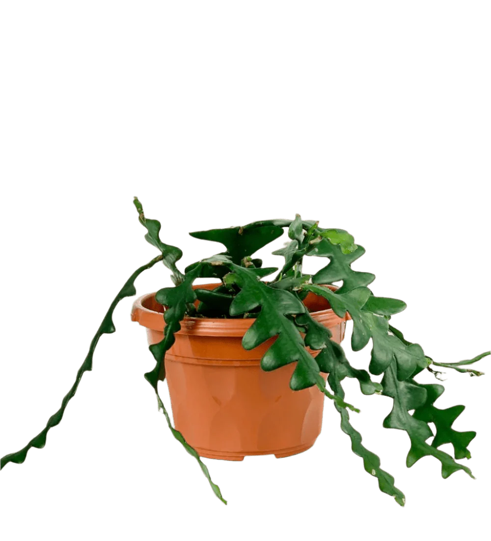 Fishbone cactus - Image 16