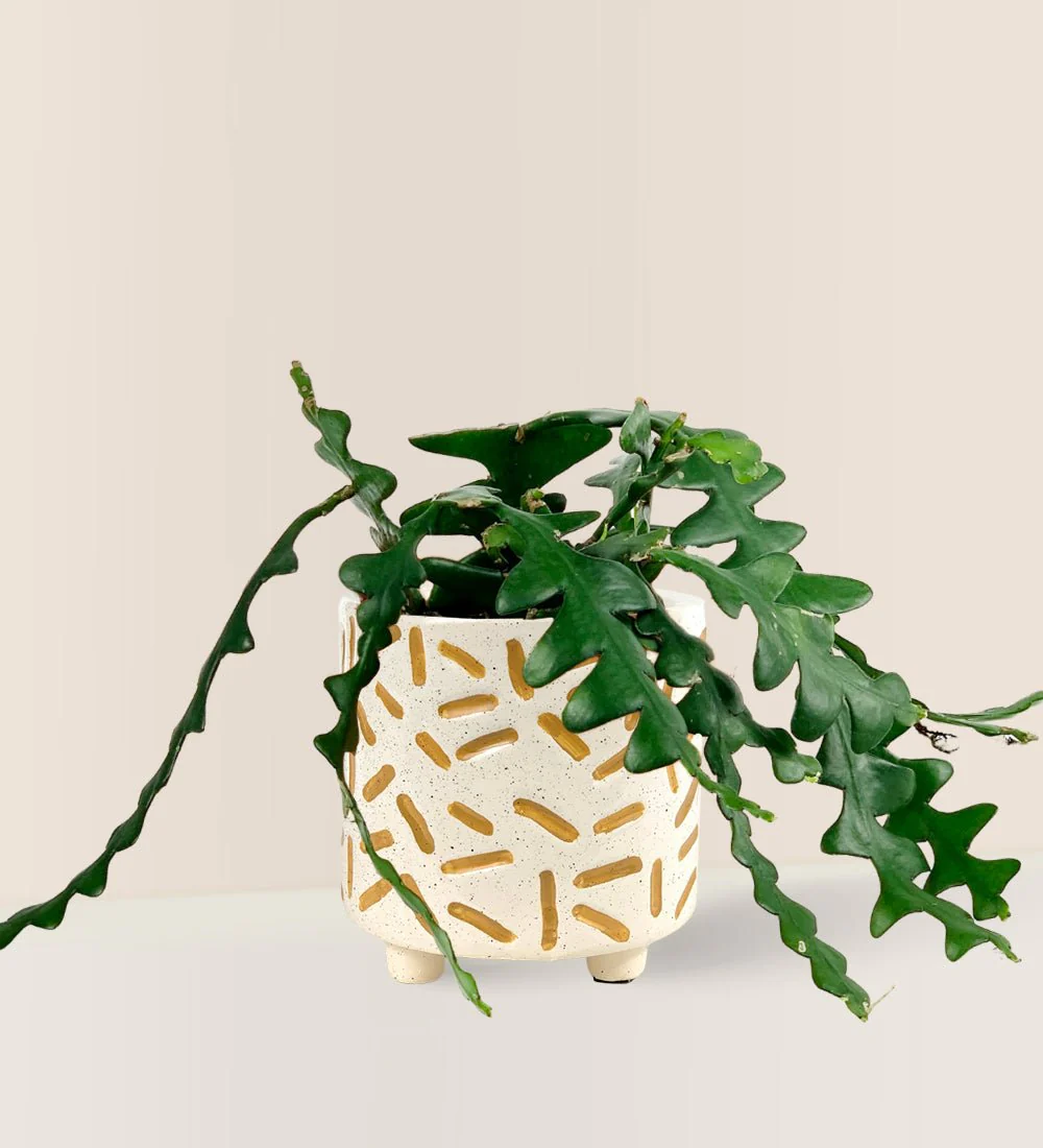 Fishbone cactus - Image 9