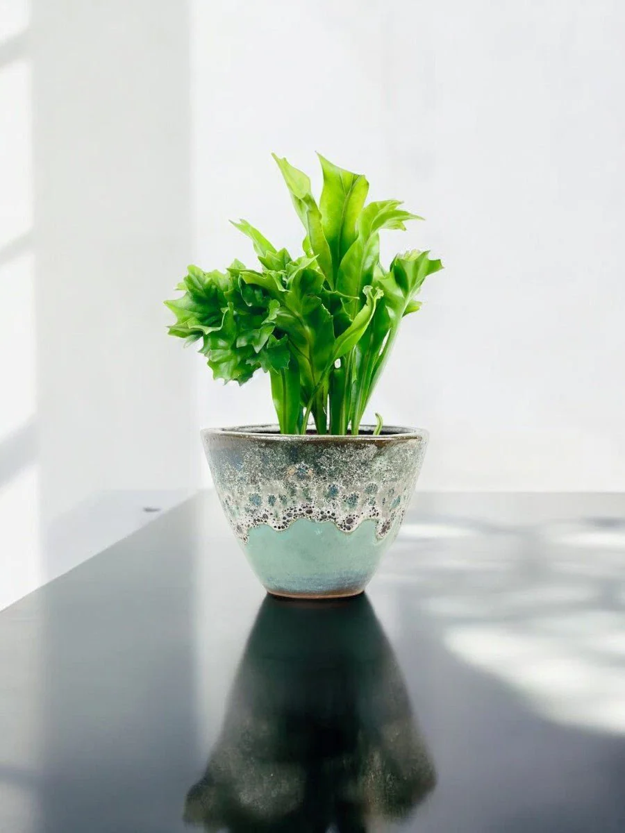 Fishtail Fern - Image 2