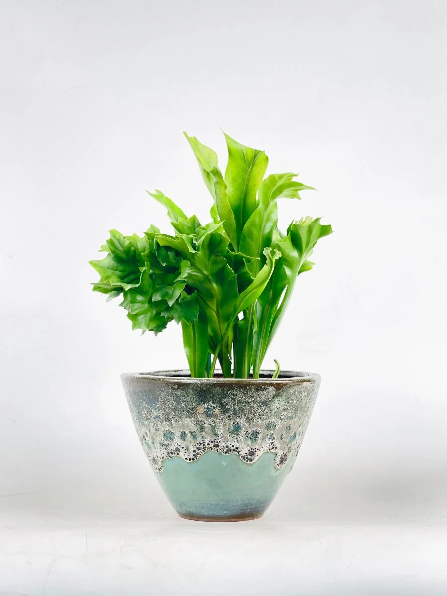 Fishtail Fern - Image 3
