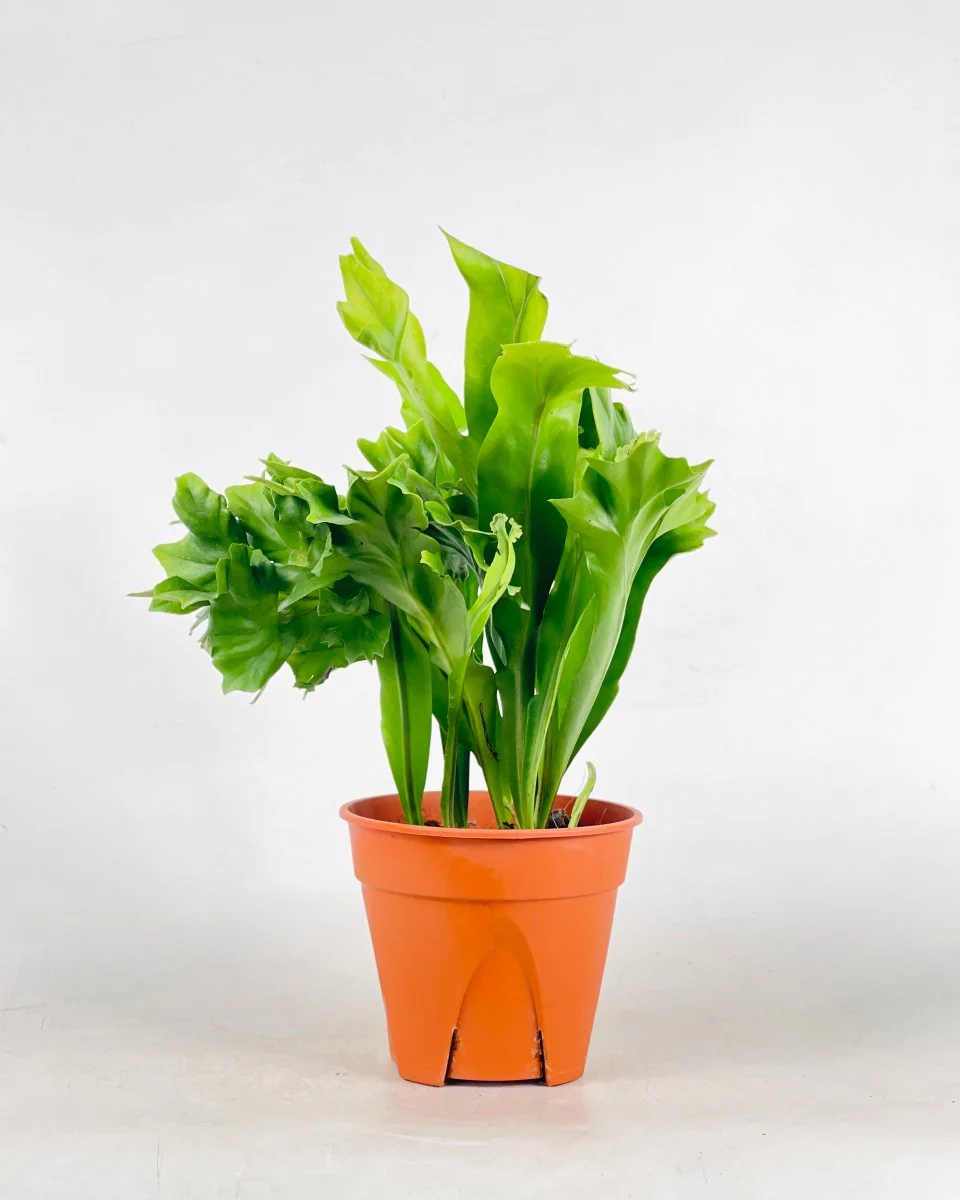 Fishtail Fern - Image 4