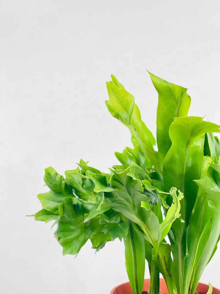 Fishtail Fern - Image 5