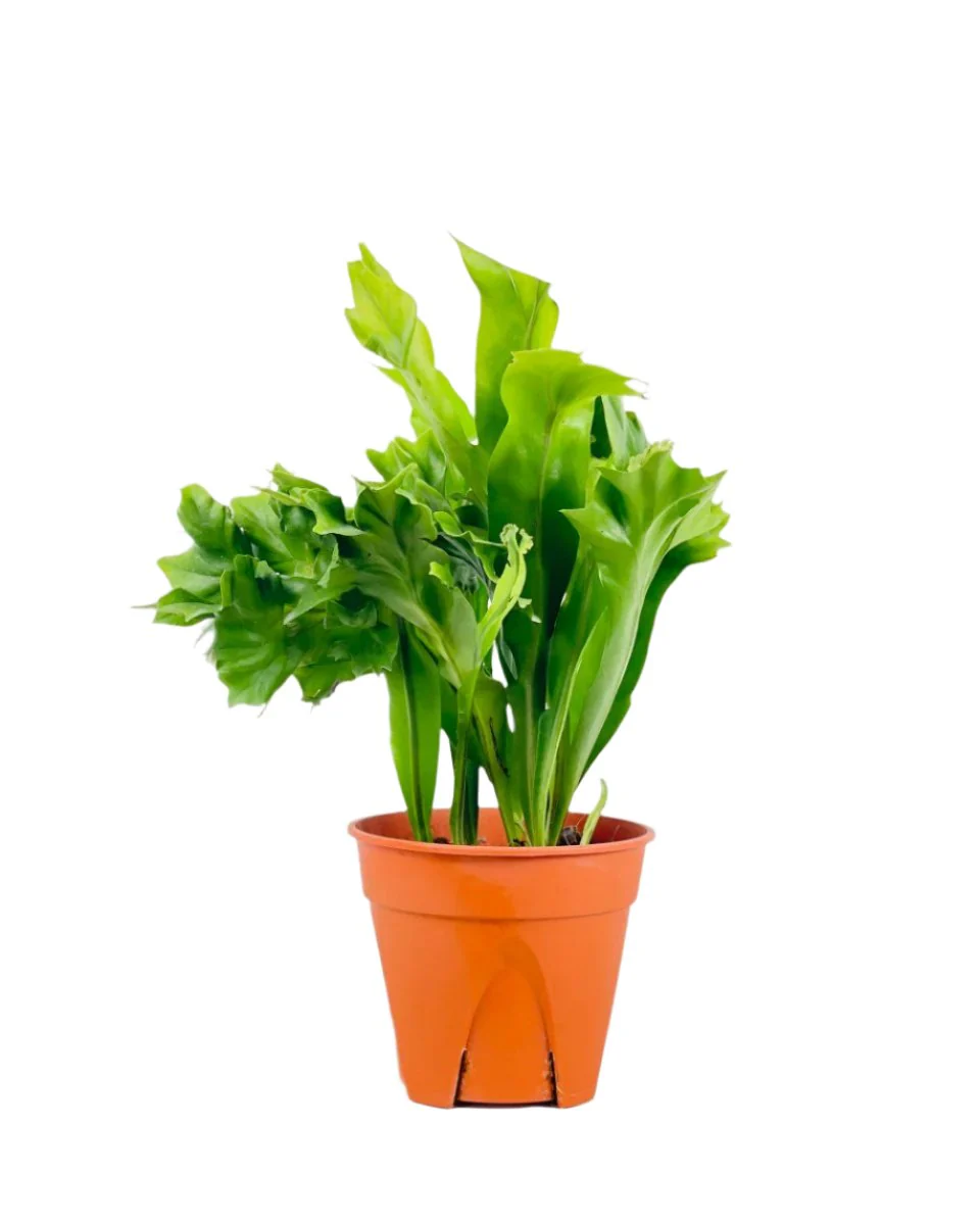 Fishtail Fern - Image 6