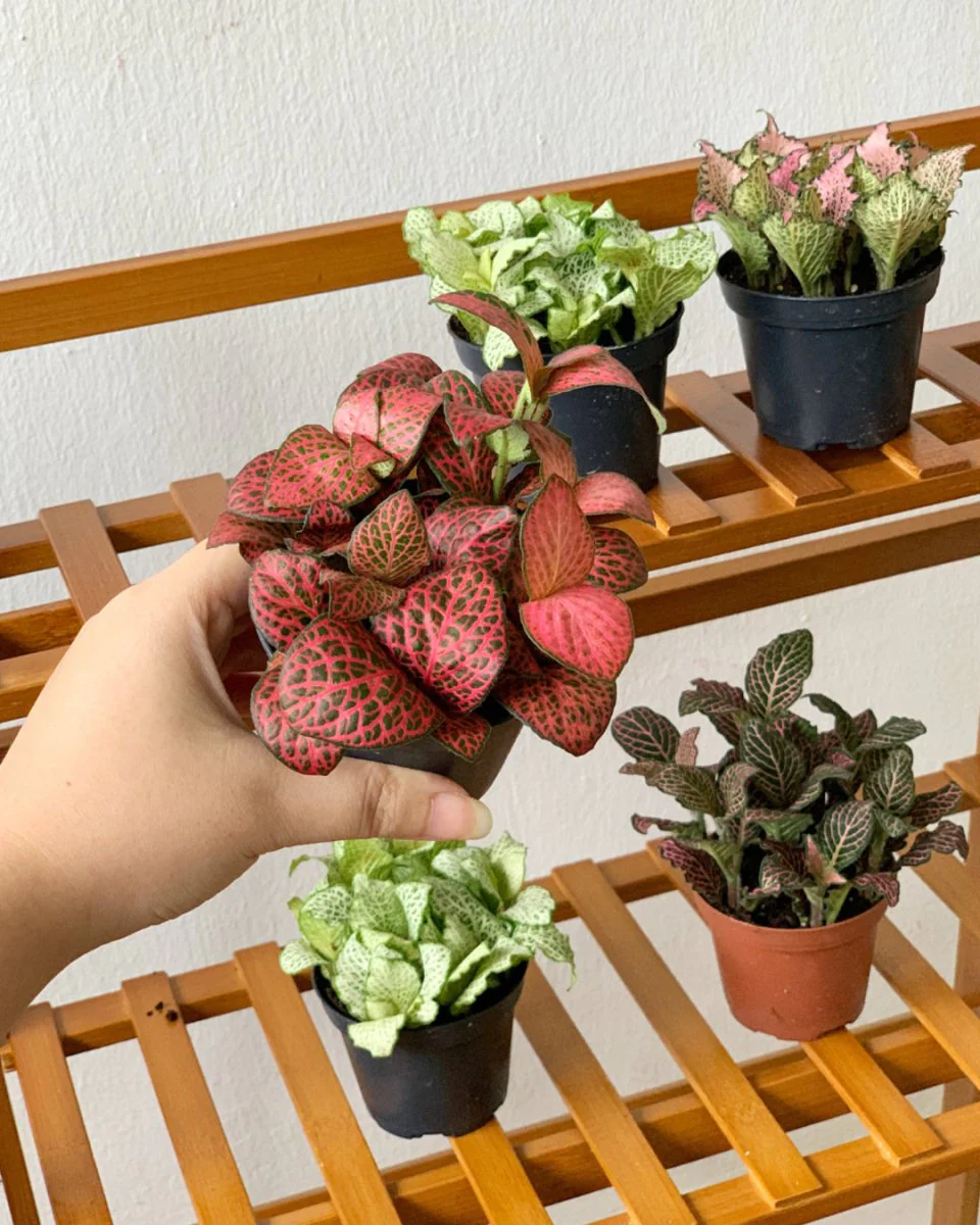 Fittonia - Image 4