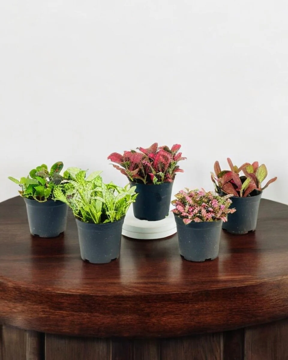 Fittonia - Image 5
