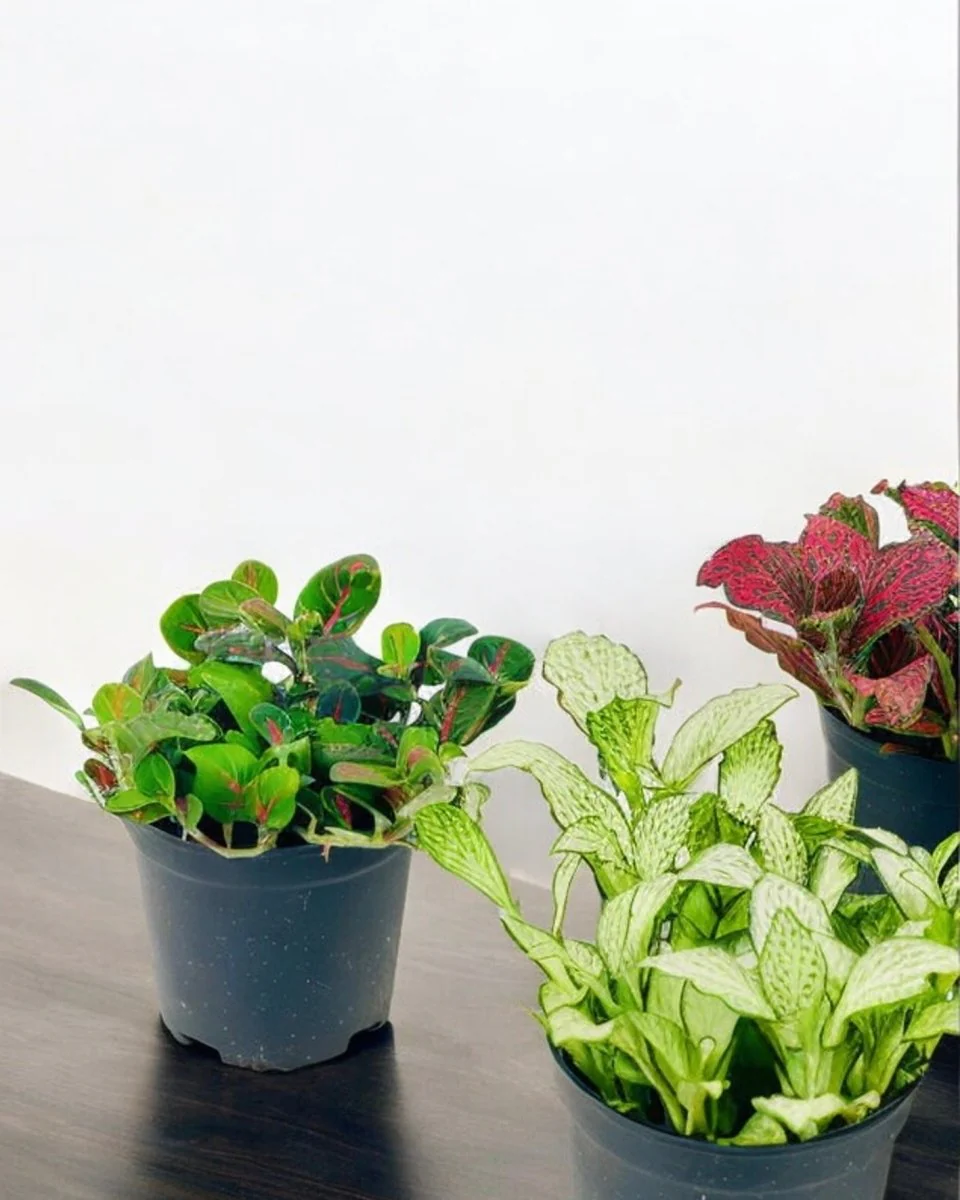 Fittonia - Image 6
