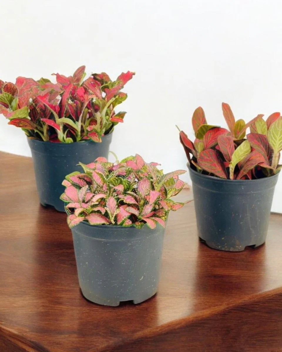 Fittonia - Image 7