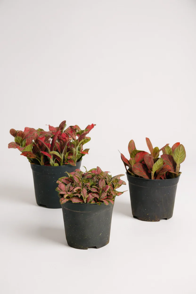Fittonia - Image 8