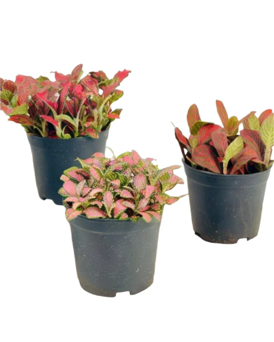 Fittonia - Image 9