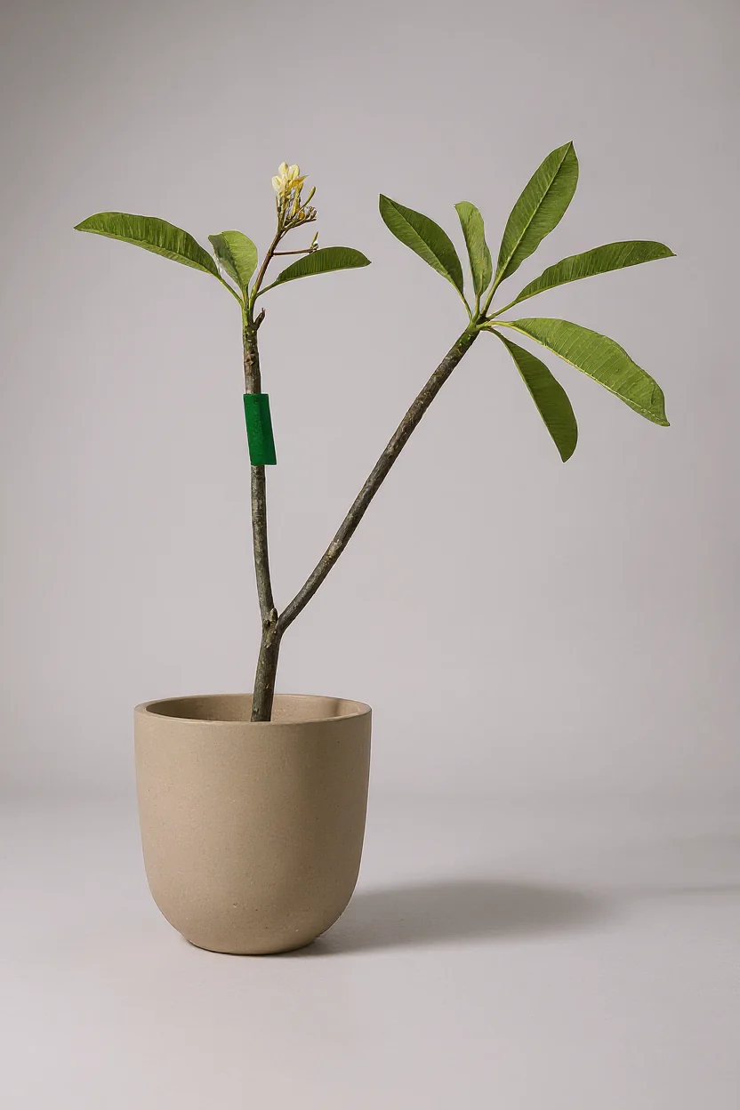 Frangipani - Image 4