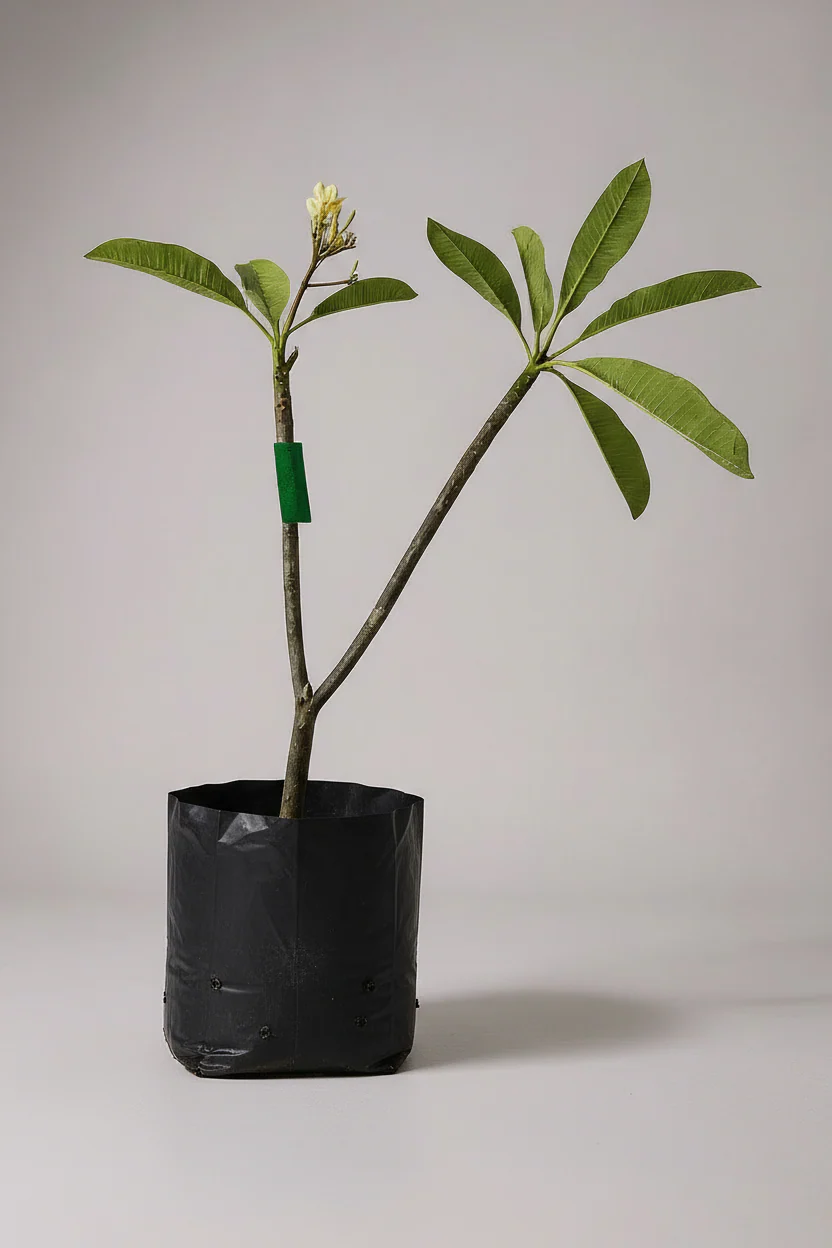 Frangipani - Image 5